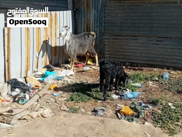 عنز وراها جدي عمر شهرين ونص سن جمع نضيف ديد حليب ماشاء