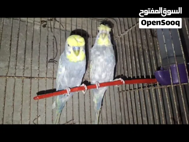 جوز حب سبانجل الانثاي هوقو رومو والجوز مقنبر مع قفص وكوخ  وموجود جواز بلدي شغاله