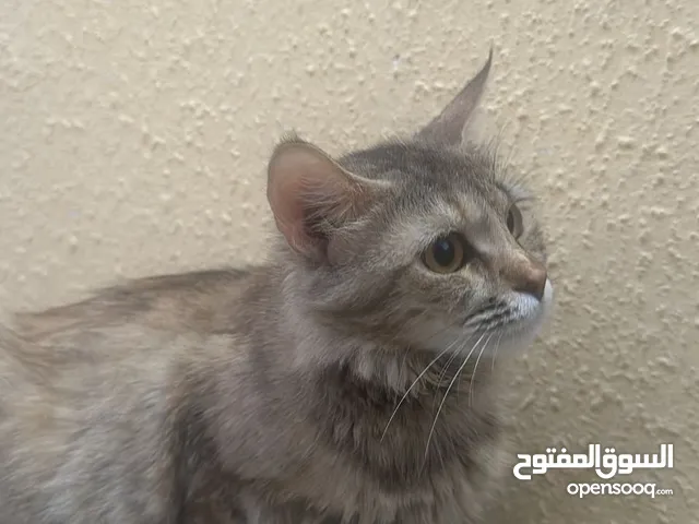 قط شيرازي صحراوي