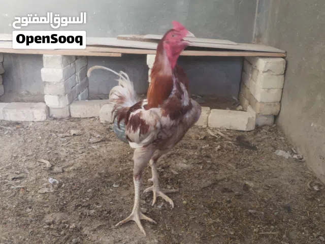 ديج هندي برتقالي وحشي الوصف مهم