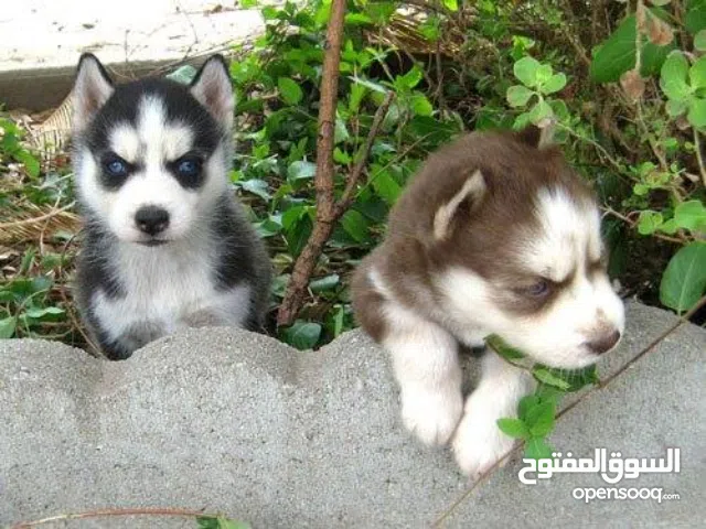 Siberian husky puppies