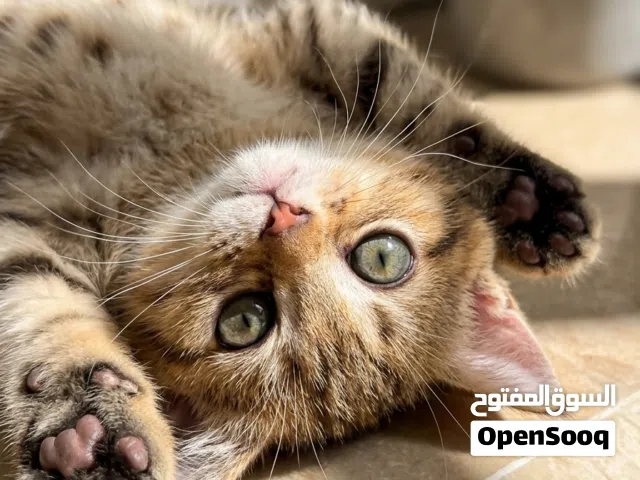 Super Playful Scottish Kitten - 2 Months Old