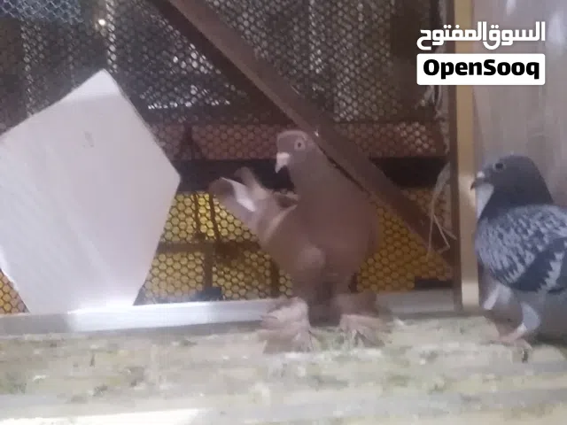 حمام للبيع