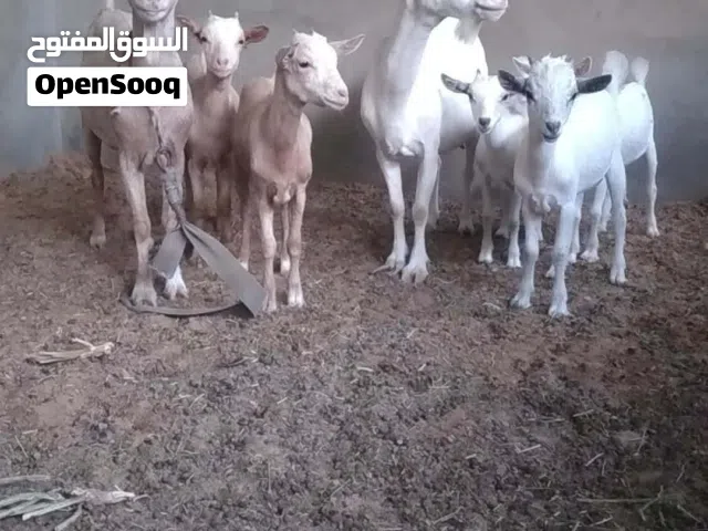 معيز كردي جامبو للبيع