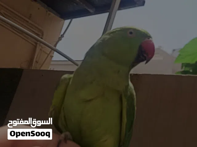 ببغاء الدره للبيع
