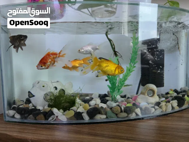 حوض سمك مع السمك ومستلزماته