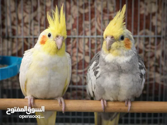 زوج كوكتيل فحل لون اصفر مسبع برصاصي ونثية لون رصاصي