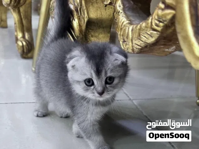 اخر قطه سكوتش فولد سلفر
