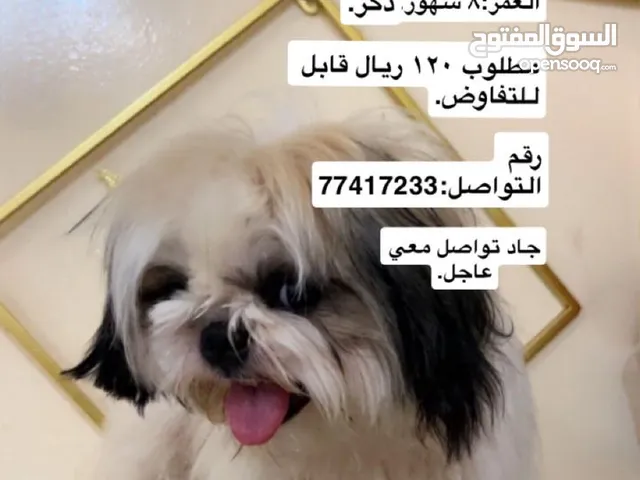 كلب للبيع.