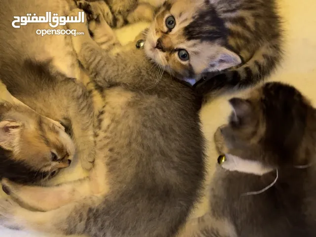 قطط للبيع (كيتين)العدد 2