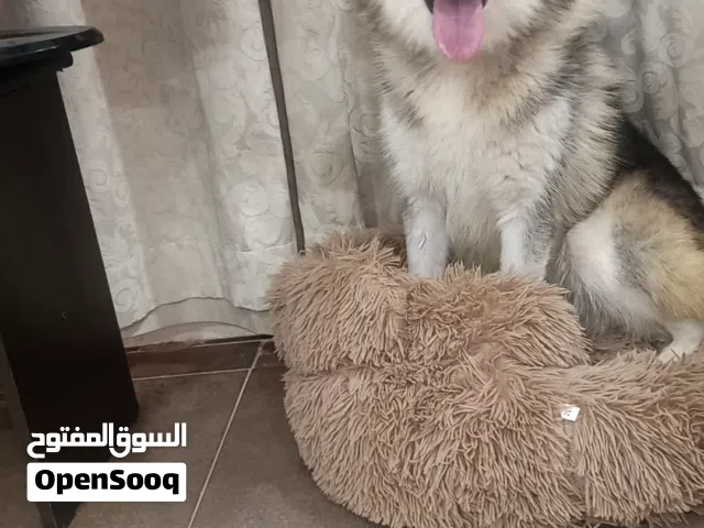 أُنثى هاسكي مطيعه وولوفه
