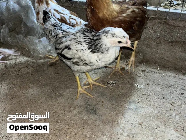 دجاج عرب العدد 6 دجين 4دجاجات