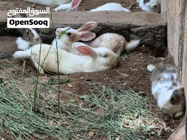 للبيع ارانب كبار ذكور في عمر الانتاج