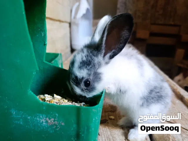 بيت لحم نحالين