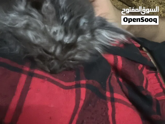 قط ذكر عمره شهرين للبيع