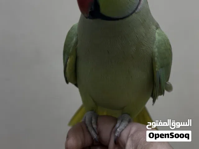 متو ذكر للبيع