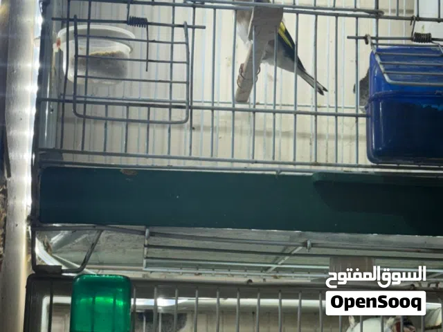 طيور حساسين