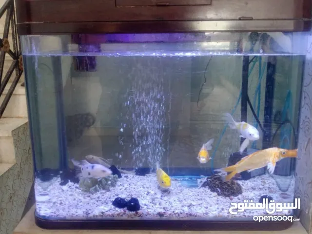 حوض أسماك مميز وجميل للبيع