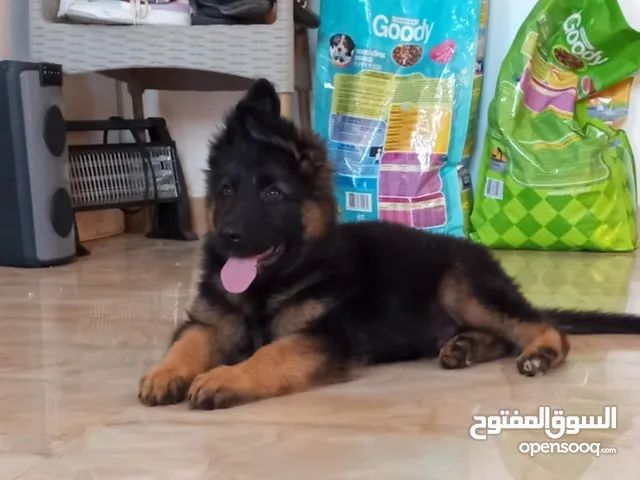 جروي درجة اولا صور تحكم