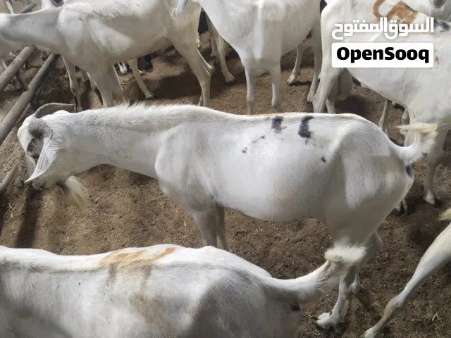 Goats sheep's al category available
