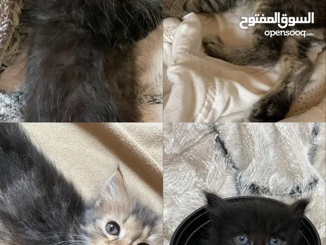 قطط للبيع قابل للتفاوض