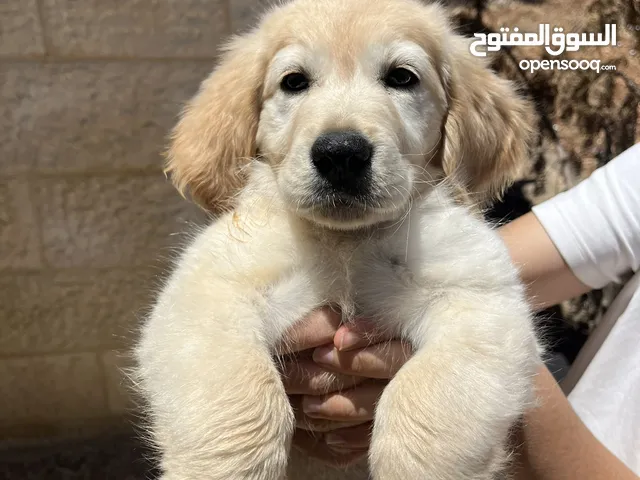 جروه جولدن ريتريفر للبيع