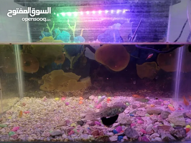 حوض سمك للبيع بسعر 25,000