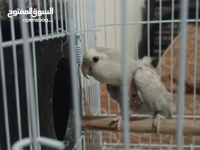 للبيع جوز روز