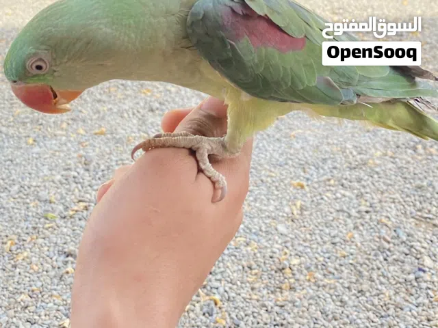متوه نيباليه انثاء للبيع شوف الوصف