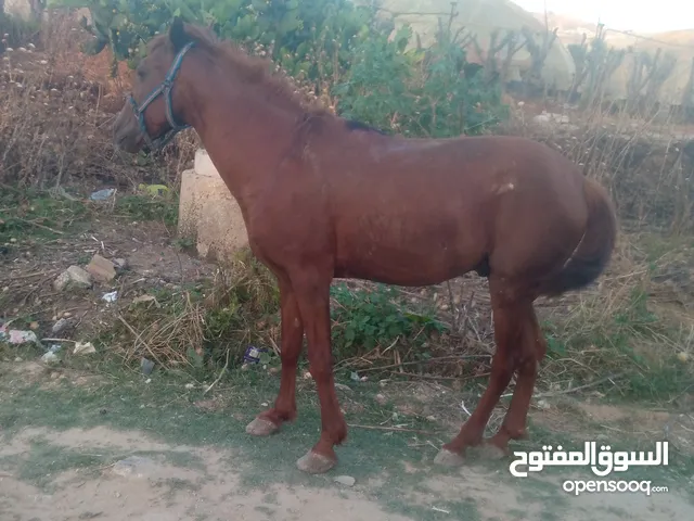 حصان وعرباي مع عده للبيع او البدل على حلال