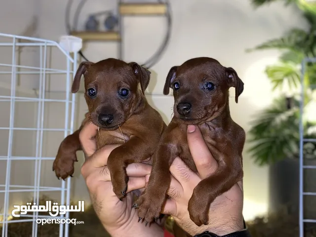 متاح ميني بنتشر او الدوبر مان المقزم من النوادر بالاردن احجام اصغر من القطه