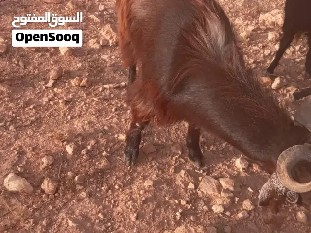 برشني هجين