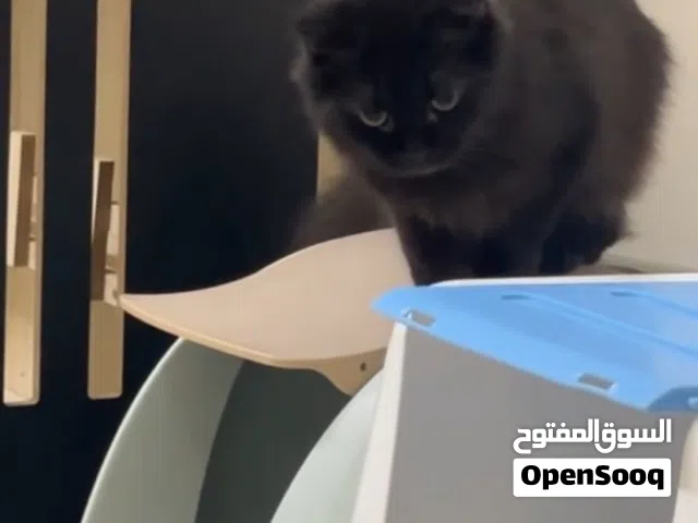 قطه أليفه جدا