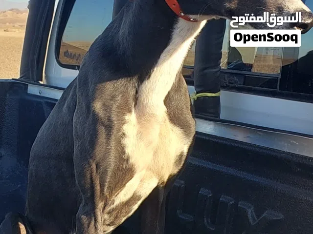 سلق عربي للبيع