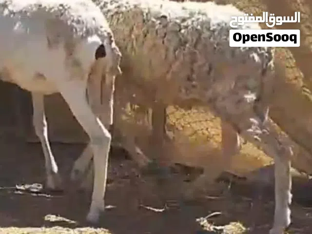 قربصيات اصل الراسين 130 آخر