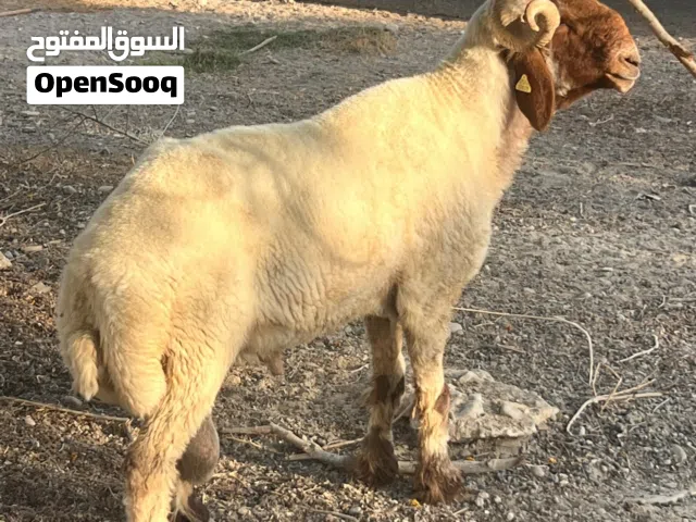 خروف نعيمي فاخر ( فحل حار ) ومشروط النسف