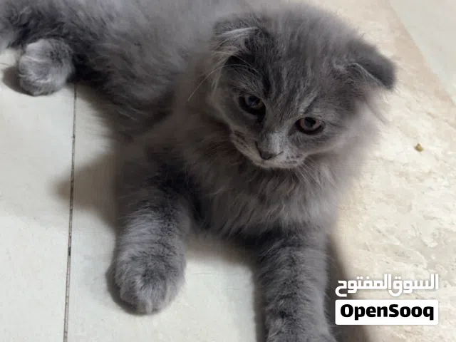 ( 4 قطط للبيع مرة واحدة أم واولادها )