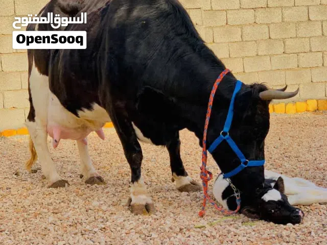 بقراء الله ايبارك