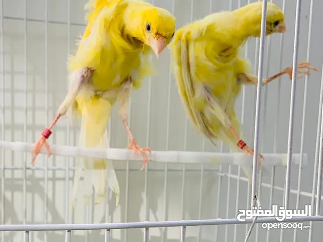 جوز عصافير كنار مفتل جنوبييي جواهز مستويات