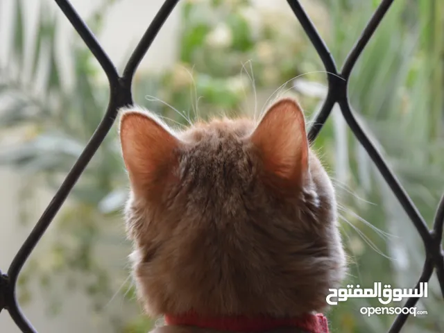 Male orange cat for adoption