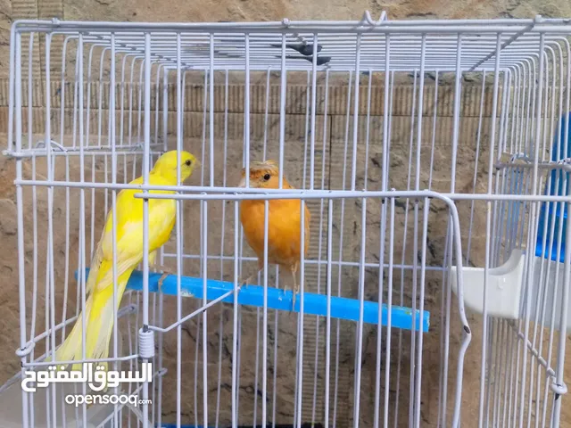 طرتين كنار اول شغلهم اربد