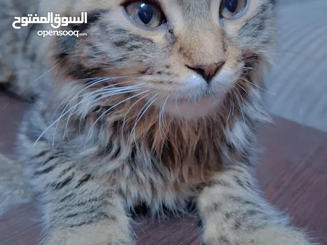 قطه جرازي للبيع
