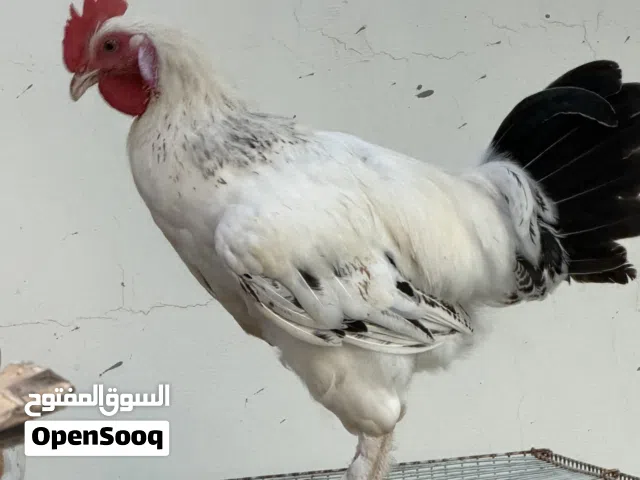 ديك فرنسي كوشي للبيع
