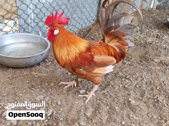 ديك للبيع حجم كبير