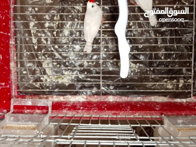 جوز جنه منتجات  للبيع