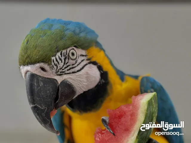 ببغاء مكاو بلو اند قولد يتكلم ولعوب