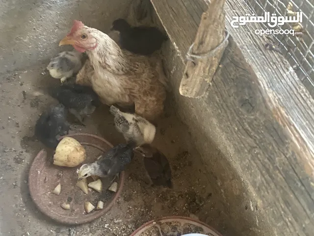 15 جاجة وجاج مع 8 صيصان