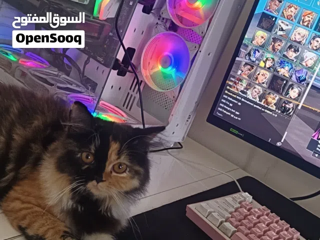 بيسي كيمنك للبيع
