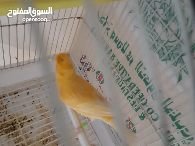 طير كناري ذكر مغرد صحة جيدة