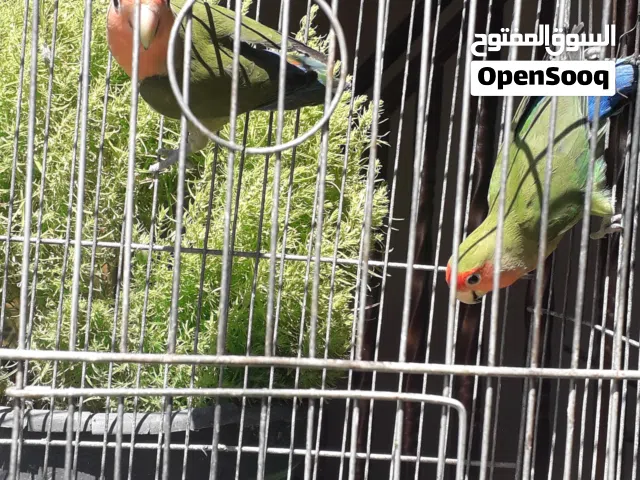 كوبية روز بركديلو تحتها فرخين حجم ولون ماشاء الله